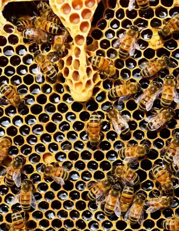 beehive-337695_1280