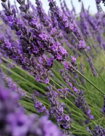 lavander-5367669_1920