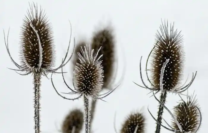 scott-webb-caaVPzJhvYY-unsplash