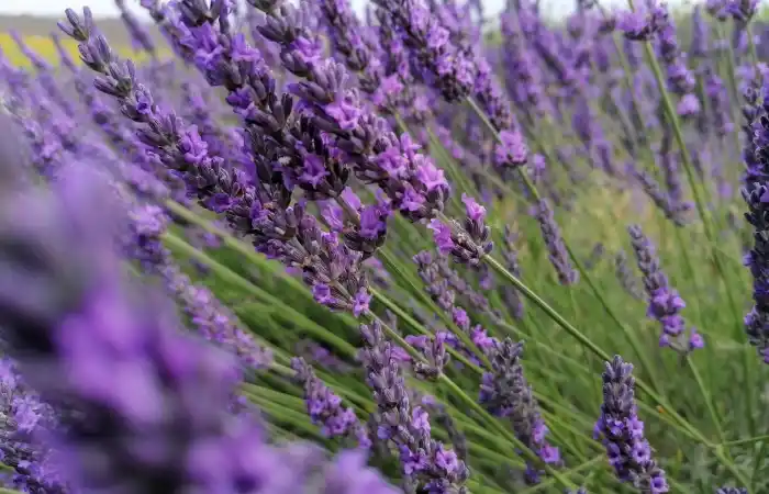 lavander-5367669_1920