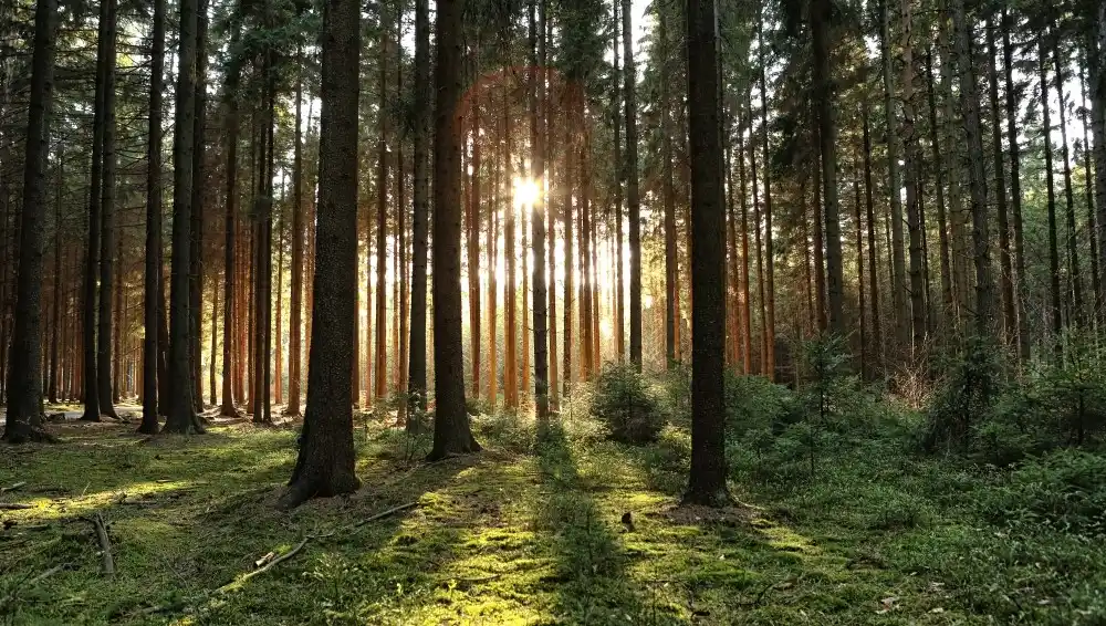 Die Heilkraft des Waldes
