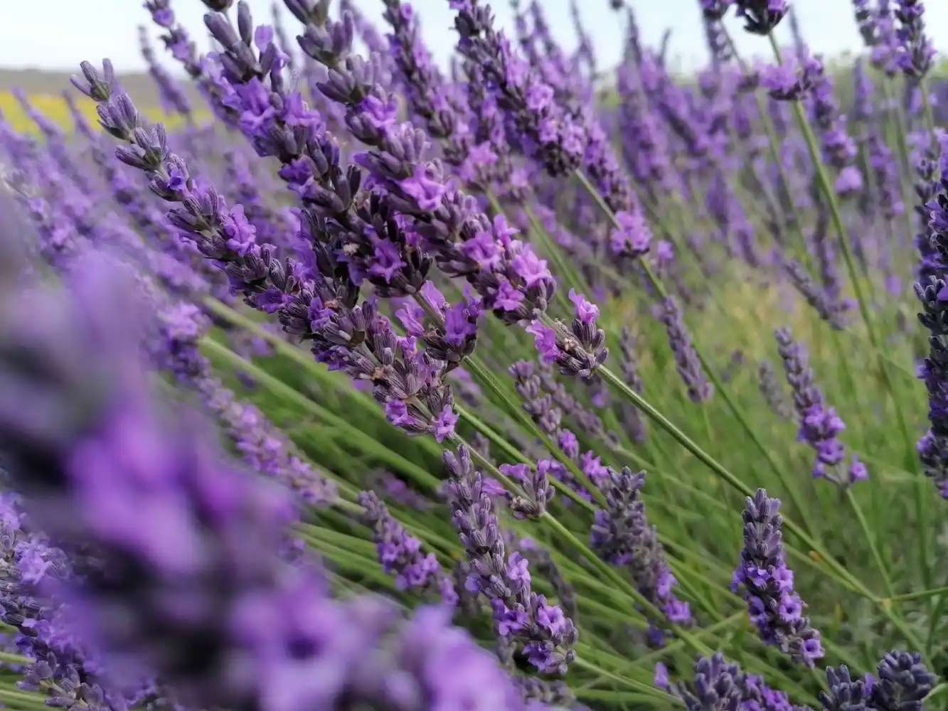 Harmonisierender Lavendel